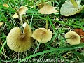 Mycena olivaceomarginata-amf1307
